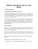 PHÒNG TRỊ BỆNH CHO CÁ LÓC BÔNG
