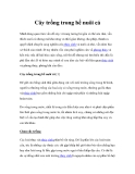 Cách trồng cây trong bể nuôi cá