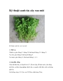 Kỹ thuật canh tác cây rau mùi