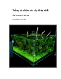 Trồng và chăm sóc cây thủy sinh