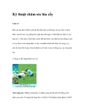 Kỹ thuật chăm sóc lúa cấy