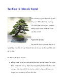 Tạo hình và chăm sóc bonsai