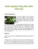 Kinh nghiệm trồng dừa xiêm hiệu quả