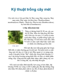 Kỹ thuật trồng cây mét