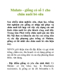 Mulato - giống cỏ số 1 cho chăn nuôi bò sữa