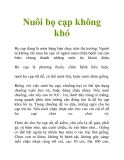 Nuôi bọ cạp không khó