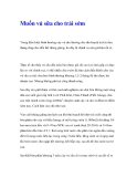 Muốn vú sữa cho trái sớm