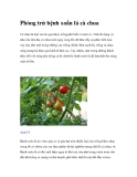 Phòng trừ bệnh xoắn lá cà chua