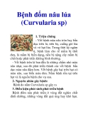 Bệnh đốm nâu lúa (Curvularia sp)