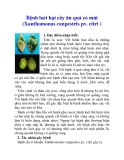 Bệnh loét hại cây ăn quả có múi (Xanthomonas canpestris pv. citri )
