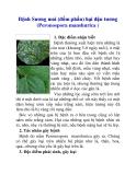 Bệnh Sương mai (đốm phấn) hại đậu tương (Peronospora manshurica )