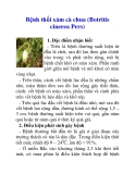 Bệnh thối xám cà chua (Botritis cinerea Pers)