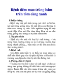 Bệnh tiêm mao trùng bám trên tôm càng xanh