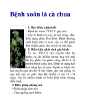 Bệnh xoăn lá cà chua