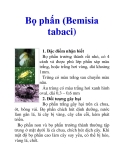 Bọ phấn (Bemisia tabaci)