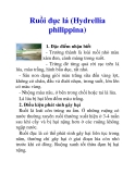 Ruồi đục lá (Hydrellia philippina)