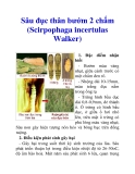 Sâu đục thân bướm 2 chấm (Scirpophaga incertulas Walker)