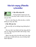 Sâu kéo mạng (Plutella xylostella)