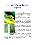 Sâu năn (Pachydiplosis oryzae)