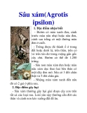 Sâu xám(Agrotis ipsilon)