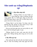 Sâu xanh sọc trắng(Diaphania sp)