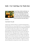 Quất - Cây Cảnh Đẹp, Cây Thuốc Quý