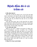 Bệnh đốm đỏ ở cá trắm cỏ