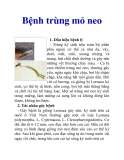 Bệnh trùng mỏ neo