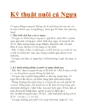 Kỹ thuật nuôi cá Ngựa