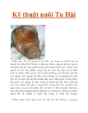 Kỹ thuật nuôi Tu Hài