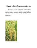 Để thóc giống liền vụ nảy mầm đều