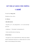 KỸ THUẬT GIEO ƯƠM THÔNG CARIBÊ