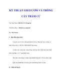 KỸ THUẬT GIEO ƯƠM VÀ TRỒNG CÂY TRÀM CỪ