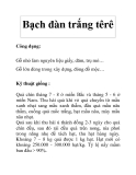 Bạch đàn trắng têrê