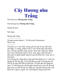 Cây Hương nhu Trắng