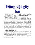 Động vật gây hại