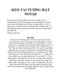 KEO TAI TƯỢNG HẠT NGOẠI