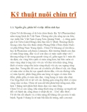 Kỹ thuật nuôi chim trĩ