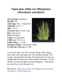 Ngưu mao chiên cao (Hairgrass) (Eleocharis acicularis)