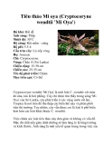 Tiêu thảo Mi oya (Cryptocoryne wendtii 'Mi Oya')