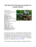 Tiêu thảo tím (Cryptocoryne cordata var. cordata 'blassii')