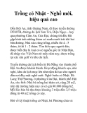 Trồng cỏ Nhật - Nghề mới, hiệu quả cao