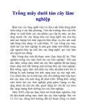 Trồng mây dưới tán cây lâm nghiệp