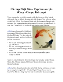 Cá chép Nhật Bản - Cyprinus carpio (Carp - Carpe, Koi carp)