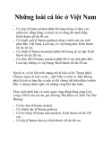 Những loài cá lóc ở Việt Nam