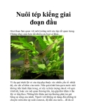 Nuôi tép kiểng giai đoạn đầu