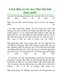 Cách điều trị cây hoa Mai chết khô từng cành?