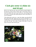 Cách gieo ươm và chăm sóc mai tứ quý