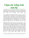 Chọn cây trồng trên non bộ