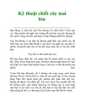 Kỹ thuật chiết cây mai lớn